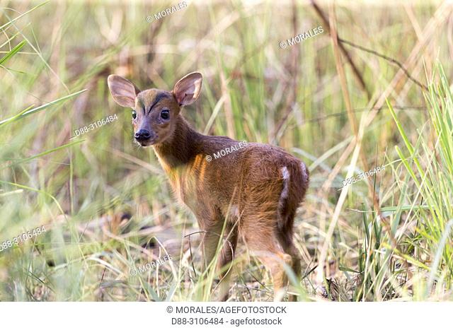 Asia, India, Uttarakhand, Jim Corbett National Park, Barking Deer (Muntiacus muntjak). Baby