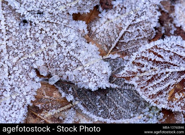 leaves covered with hoar frost, Nonnenmattweiher, Germany, Baden-Wuerttemberg, Southern Black Forest