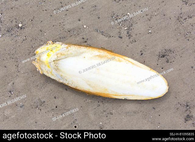 Common Cuttlefish (Sepia officinalis). Cuttlebone (internal calcareous support) on sandy seashore. Germany