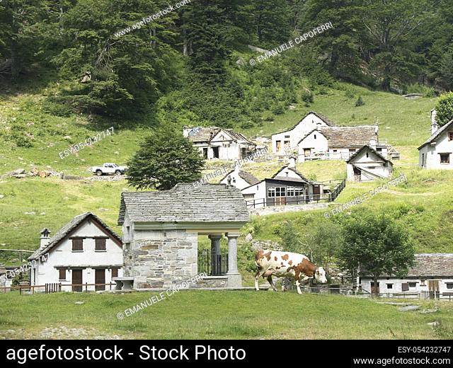 Alpine, Val Vigezzo, Piedmont, Italy