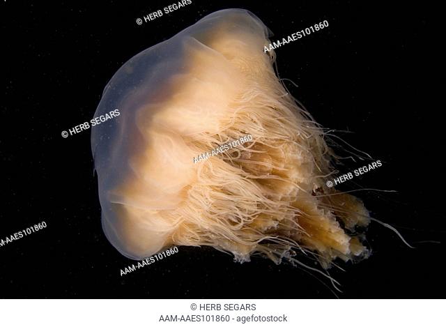 A Lion's Mane Jellyfish, (Cyanea capillata) in the plankton-laden waters above the Keel Wreck off the coast of New Jersey, USA