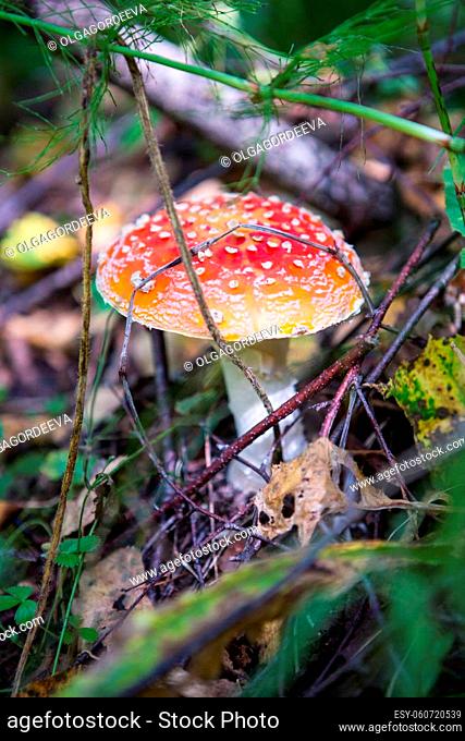 Fly agaric is not only the most famous, but also the most recognizable mushroom