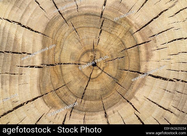 Concentric annual growth rings of walnut tree slice. Cracked and lacquered piece of the wood cross-section. The age of tree determinant