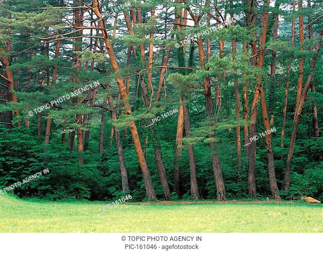 Pine Tree, Gangwon, Korea