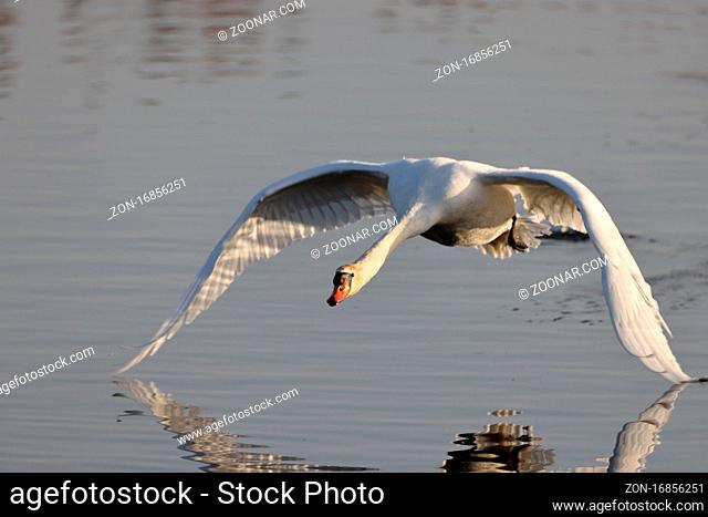 A mute swan (Cygnus olor) flying low above lake Federsee , Germany