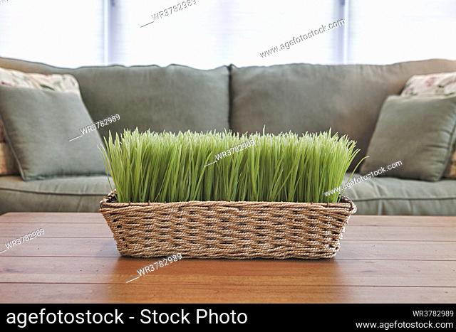 Basket with plants, grasses on a coffee table