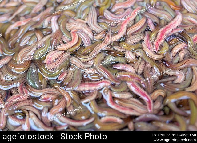 23 October 2020, Vietnam, Hanoi: The photo shows living palolo worms from the sea, which are later processed into worm omelets