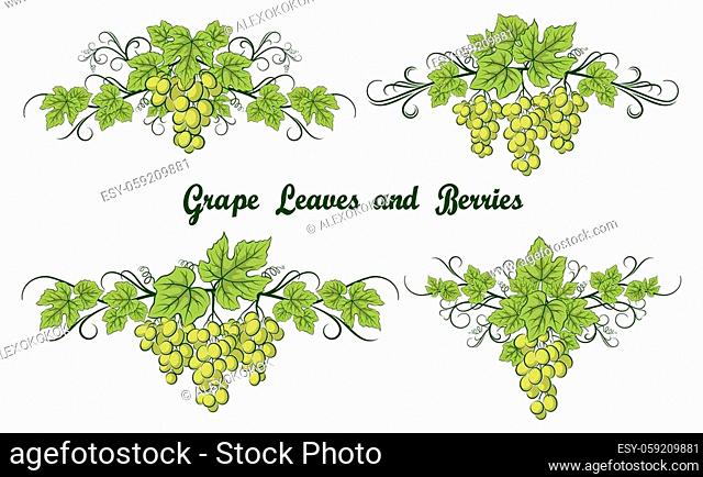 Set of Grape Bunches, Green Berries and Leaves on White Background