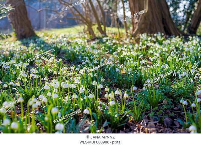 Germany, Mecklenburg-Western Pomerania, Ruegen, spring snowflake flowers (Leucojum vernum)