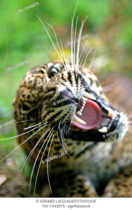 SRI LANKAN LEOPARD panthera pardus kotiya, PORTRAIT OF ADULT WITH OPEN MOUTH IN THREAT POSTURE
