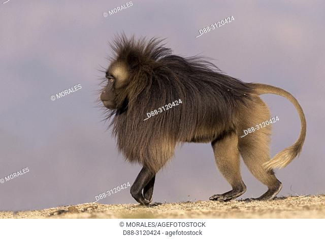 Africa, Ethiopia, Rift Valley, Debre Libanos, Gelada or Gelada baboon (Theropithecus gelada), dominant male