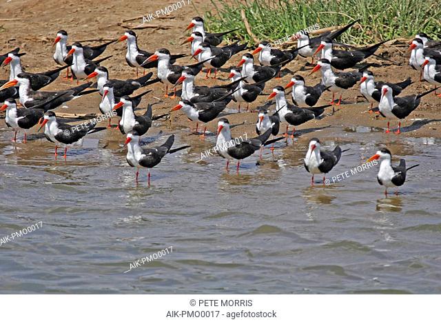 Group of African skimmers (Rynchops flavirostris) resting on sand bank along the shore of a lake in Uganda