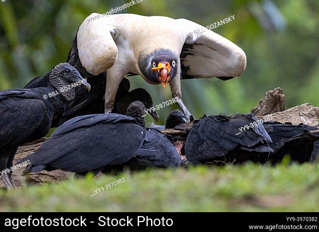 Intense stare of King Vulture (Sarcoramphus papa) feeding with Black Vultures (Coragyps atratus) - La Laguna del Lagarto Eco-Lodge, Boca Tapada, Costa Rica