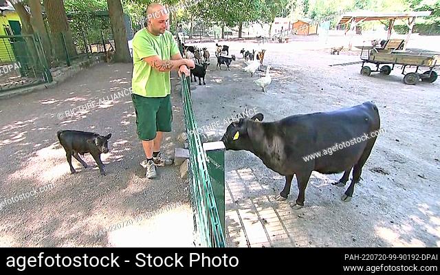 19 July 2022, Saxony-Anhalt, Köthen: Animal keeper Andy Bemmann and Dahomey dwarf cattle baby Oskar face Oskar's mother at a fence