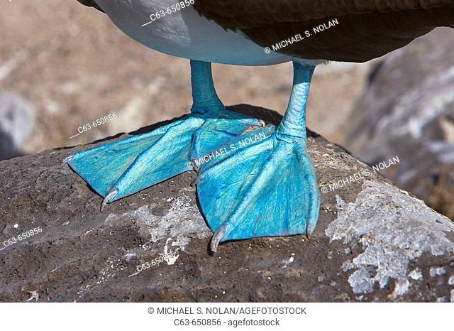 Detail of blue-footed booby (Sula nebouxii) feet in the Galapagos Island Group, Ecuador. The Galapagos are a nest and breeding area for blue-footed boobies