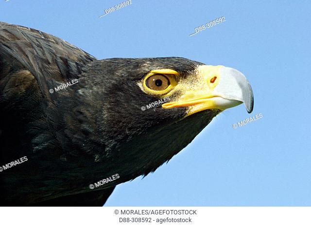 Black Eagle (Aquila verreauxii)