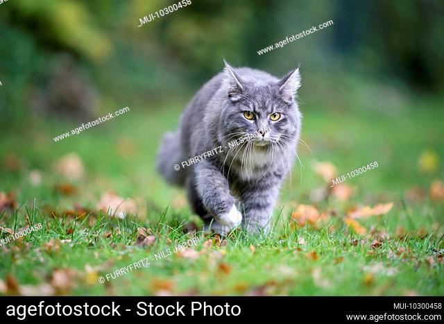 young blue tabby maine coon cat with white paws walking on grass with autumn leaves in nature looking at camera