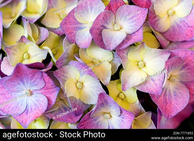 Close up photo of the beautiful and colorful hydrangea
