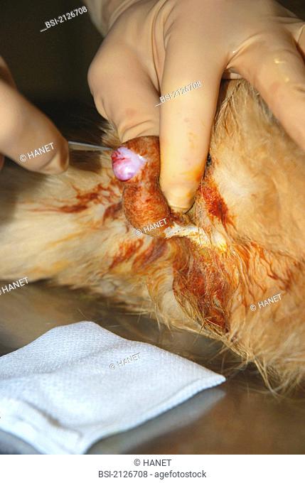 Photo essay. Male European red cat, 1 year and 3 months old. Castration or orchiectomy : ablation of the testicles. The veterinarian incises the tunica...