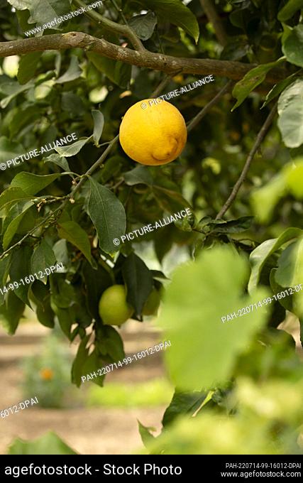 12 July 2022, Portugal, Tomar: A ripe lemon hangs on a lemon tree. Photo: Viola Lopes/dpa. - Tomar/Beselga/Portugal