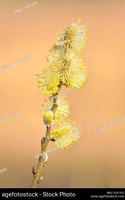 Sal willow (Salix caprea), male flowers, spring, North Rhine-Westphalia, Germany