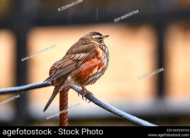 Redwing bird sitting on a railing
