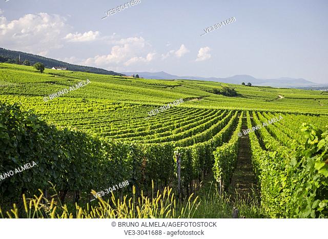 Vineyards near Eguisheim, Alsace (department of Haut-Rhin, region of Grand Est, France)