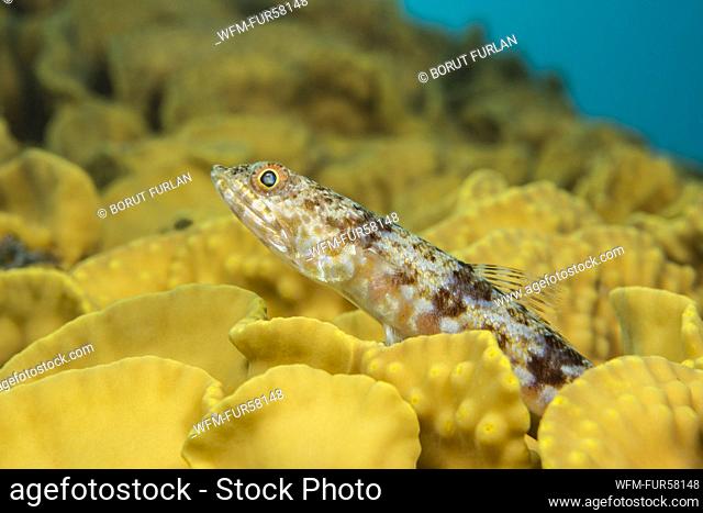 Variegated Lizardfish, Synodus variegatus, Marsa Alam, Red Sea, Egypt