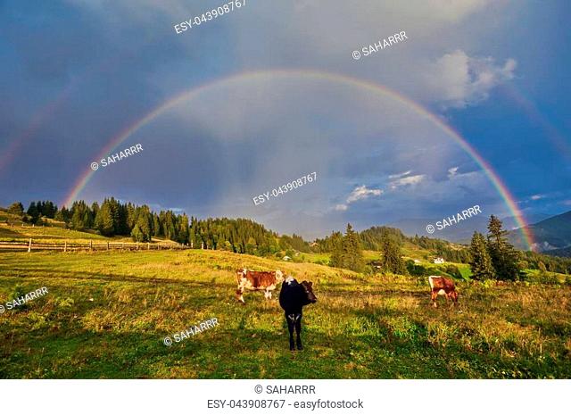 a herd of cows peretse on a green summer meadow on sky background with rainbow