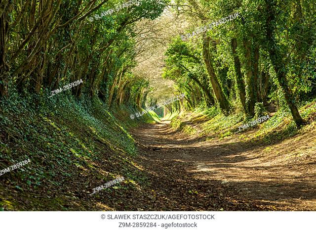 A ""tree tunnel"" near Halnaker, West Sussex, England