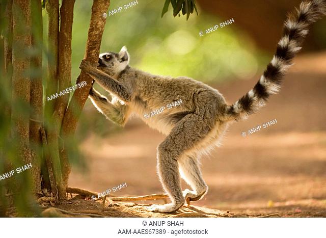 Ring-tailed Lemur male (Lemur catta) 'palmar-marking' using scent glands on the inner forearm (antebrachial organ). Berenty Private Reserve, Madagascar