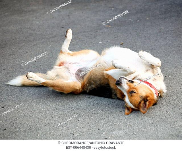 Mongrel dog lying on the asphalt after being hit by a car