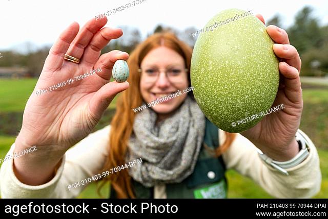 20 March 2021, Lower Saxony, Walsrode: Janina Ehrhardt, an employee at Weltvogelpark Walsrode, holds an egg of the Sharp-tailed Magpie (l) and the Red-necked...