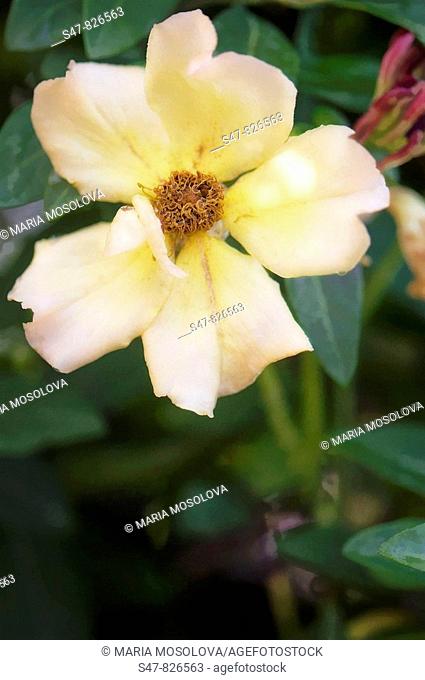 Single Yellow Rose. Rosa hybrid