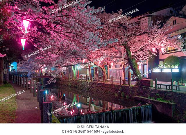 Cherry blossom at night (Yozakura) at Kiyamchi street by the Ohtani river, Kinosaki-onsen, Toyooka, Hyogo prefecture, Japan