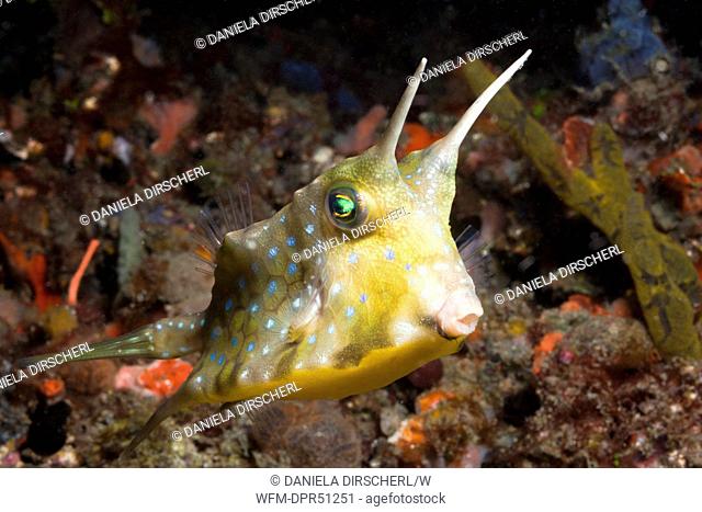 Longhorn Boxfish, Lactoria cornuta, Lembeh Strait, Sulawesi, Indonesia