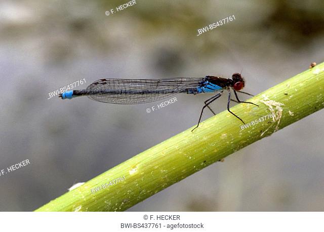 red-eyed damselfly (Erythromma najas, Agrion najas), male on a sprout, Germany