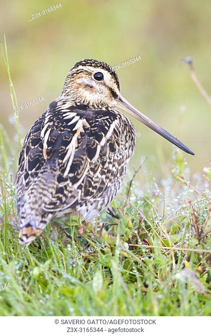 Common Snipe (Gallinago gallinago faeroeensis), adult standing on the ground among grass and droplets of rain