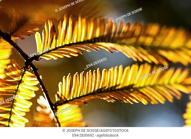 Abstract leaves of the Dawn Redwood tree, in fall color