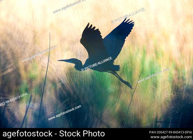 dpatop - 26 April 2020, Baden-Wuerttemberg, Waghäusel: Only silhouette-like to recognize is this purple heron, which flies up from its nest behind thick reeds