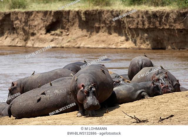 hippopotamus, hippo, Common hippopotamus Hippopotamus amphibius, at a water hole, Kenya, Masai Mara National Reserve