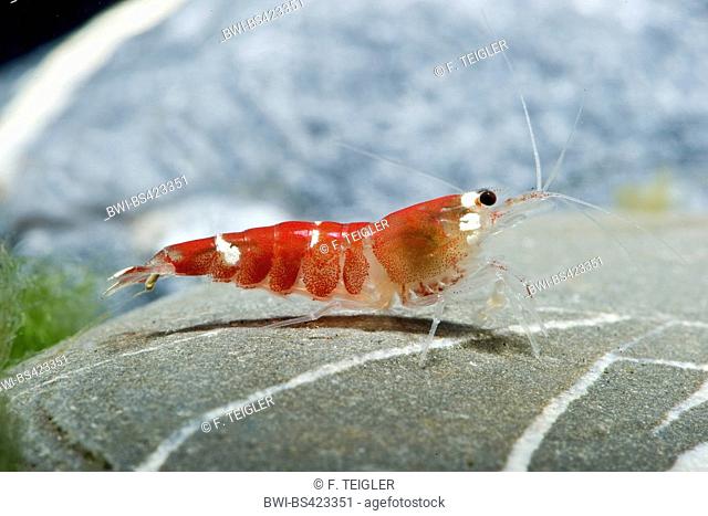 Bee Shrimp (Caridina logemanni Super Crystal Red), Crystal Red Garnele, Crystal Red Shrimp