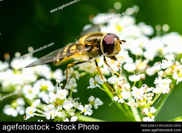 11 June 2022, Baden-Wuerttemberg, Denkingen: A hoverfly on a plant. Photo: Silas Stein/. - Denkingen/Baden-Wuerttemberg/Germany