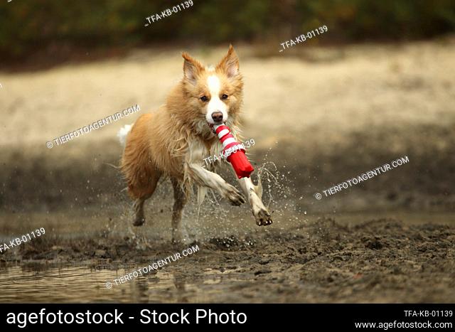 Border Collie with color Australian red-white