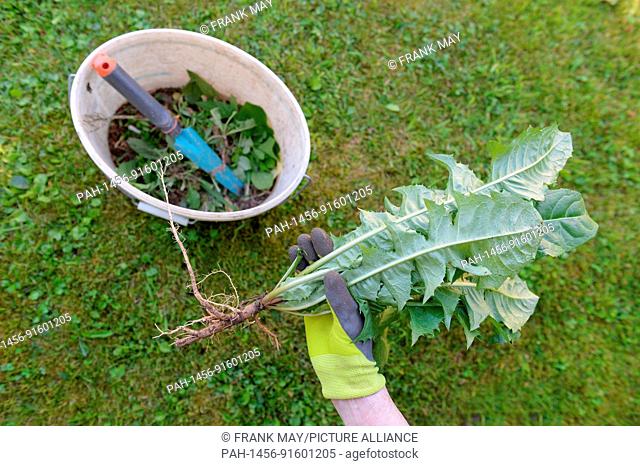 Removing weeds in the garden, Germany, city of Osterode, 14. June 2017. Photo: Frank May | usage worldwide. - Osterode/Niedersachsen/Germany