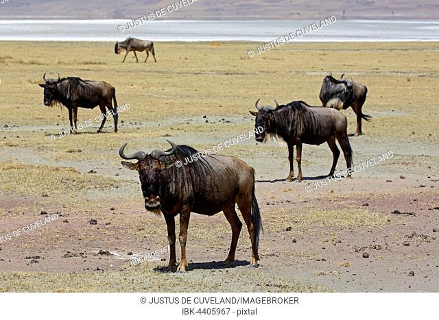 Wildebeest (Connochaetes sp.), Ngorongoro, Serengeti National Park, Tanzania