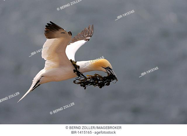 Northern Gannet (Sula bassana), flying with nesting material, North Sea, Heligoland, Schleswig-Holstein, Germany, Europe