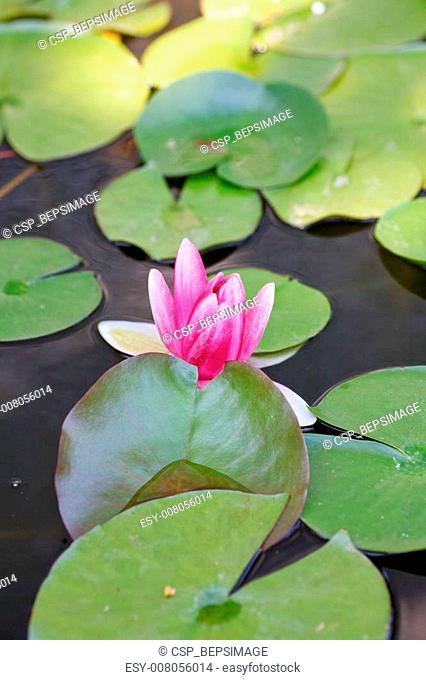 Nymphaea, Water Lilly