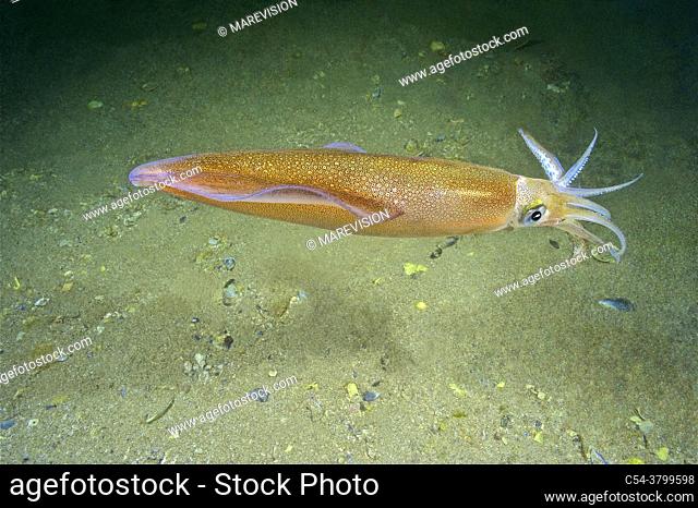 Common squid. Squid (Loligo vulgaris). Eastern Atlantic. Galicia. Spain. Europe