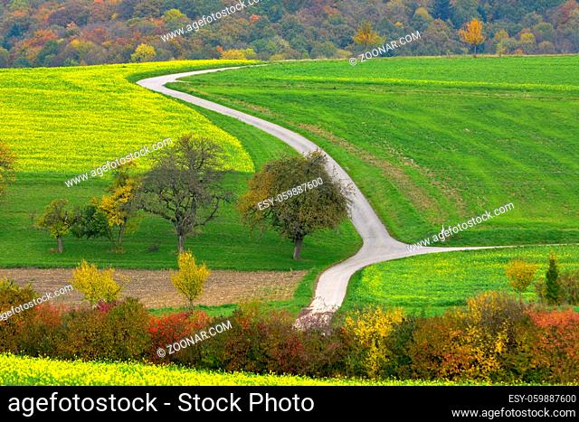 BW. bei Sulzfeld, Kraichgau im Herbst, blühendes Senffeld, Felderlandschaft, Feldweg